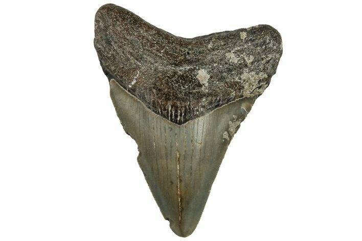 Fossil Megalodon Tooth - North Carolina #200681